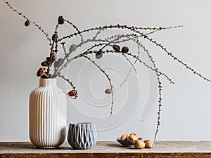 Autumn composition with larch tree branches with cones on a gray background.