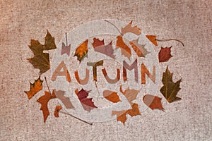 Autumn composition with leaves photo