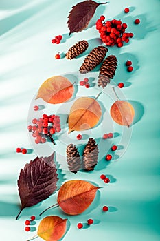 Autumn composition with leaves, pumpkins, rowan berries on mint background in harsh light. Fall, thanksgiving concept