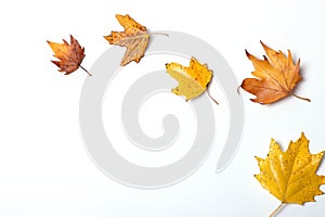 autumn composition of leaves on a white background top view.