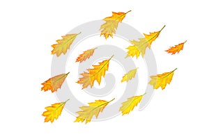 Autumn composition made of yellow red leaves on white background, isolated.