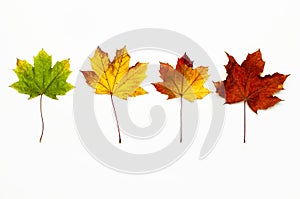Autumn composition. Multicolored green yellow red maple leaves isolated on white background. Flat lay, top view, copy space. Fall