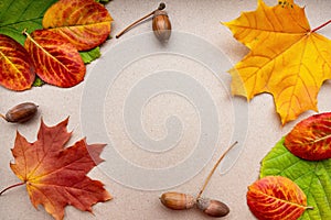 Autumn composition on a neutral background. Bright autumn leaves and acorns. Flat lay, top view, copy space
