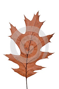 Autumn red oak leaf. Northern Red Oak, Quercus rubra tree leaf isolated on a white background