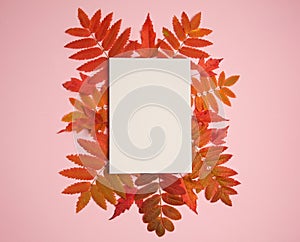 Paper blank, frame of maple and Rowan leaves on a pink background.