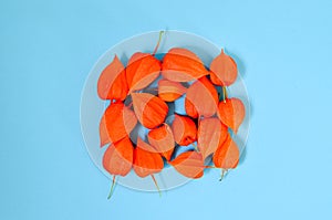 Autumn composition. Physalis flowers  leaves  rowan berries on gray background. Autumn  fall  thanksgiving day concept. Flat lay