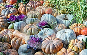 Autumn composition with pumpkins and decorative cabbage. Harvesting pumpkins at the farm