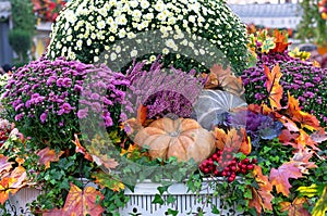 Autumn composition with pumpkins, red berries, maple leaves and asters.