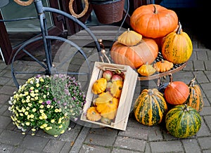 Autumn composition with pumpkins and squash
