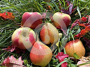 Autumn composition with red apples, juicy pears, green grass and maple leaves, harvest, healthy food