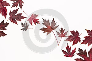 Autumn composition. Red burgundy maple leaves isolated on white background. Flat lay, top view, copy space. Fall concept. Autumn
