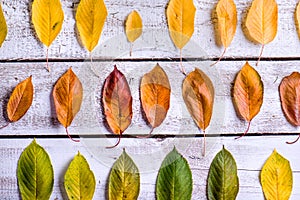 Autumn composition. Various colorful leaves. Studio shot