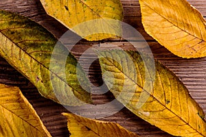 Autumn composition. Various colorful leaves. Studio shot, wooden