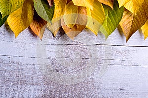 Autumn composition. Various colorful leaves. Studio shot, wooden