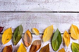 Autumn composition. Various colorful leaves. Studio shot, wooden