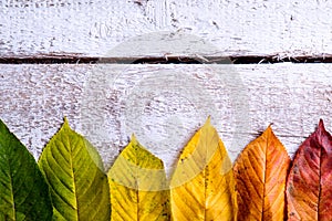 Autumn composition. Various colorful leaves. Studio shot, wooden