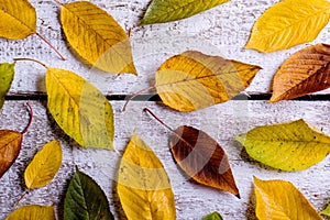 Autumn composition. Various colorful leaves. Studio shot, wooden