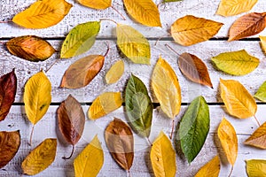 Autumn composition. Various colorful leaves. Studio shot, wooden