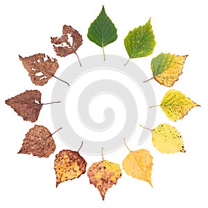 Autumn concept, age changes of leaves, aging stages, the birth death, drying