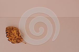 Autumn concept. Beige paper background with yellow leaf. Copy space for text and design elementÑŽ