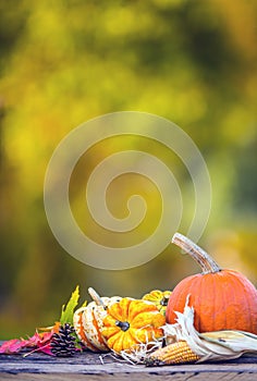 Autumn concept. Pumpkins, corncobs and leaves in garden on wooden background