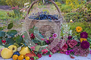 Autumn concept: ripe apples, grapes, red flowers in the garden photo