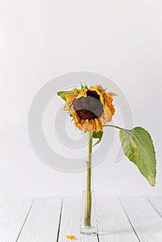 Single dry withered sunflower in a vase on white