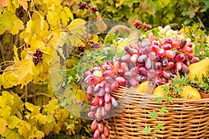 Autumn concept: Woven basket with collected crop of ripe fruit pear, branches of red grapes
