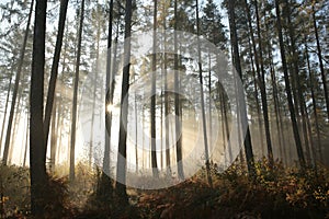 autumn coniferous forest in foggy weather trees in most pines and larches backlit by the light of the rising sun morning fog and