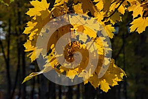 Autumn contrasts of the city park