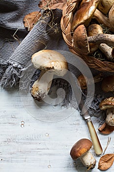 Autumn cooking background; seasoning forest organic porcini Mu