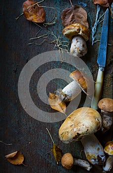 Autumn cooking background; seasoning forest organic porcini Mu