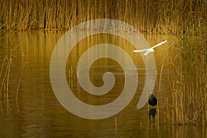 Autumn copper on lake and birds