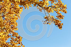 Autumn copyspace. Sky and maple branch.