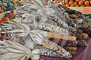 Autumn Corn