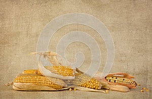 Autumn corn cobs on grunge paper photo