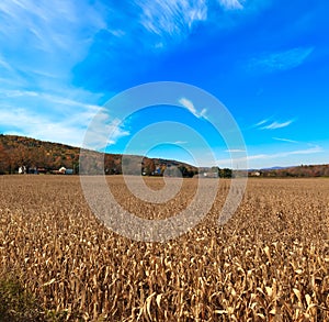 Autumn Corn field in Pocono Mountains .