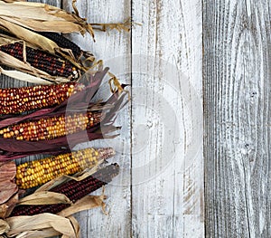 Autumn corn over white rustic wood background