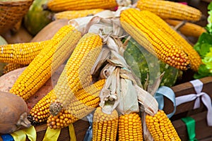 Autumn corn still life