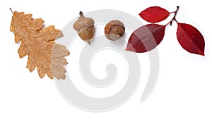 Autumn corner border banner of acorns and leaves, and fall decor on a white background with copy space