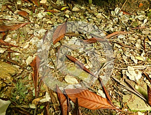Autumn corner with dried leaves on the ground photo