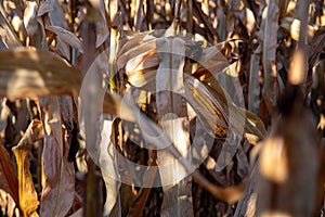 Autumn cornfield background yellow corn cob kernels silk husks stalks