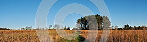 Autumn Cornfield Panorama Landscape In Northeast Pennsylvania