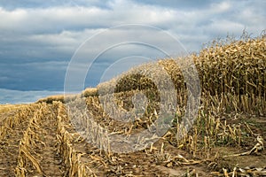 Autumn cornfield with stubble and ripe corn for grain on a hillside in the harvest season under a cloudy blue sky. shot from below