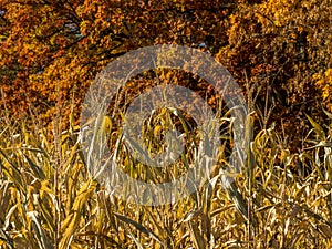 Autumn Cornstalks with Trees in Background