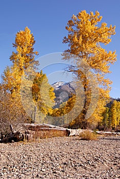 Autumn Cottonwood photo