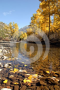 Autumn Cottonwood photo