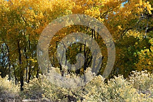 Autumn Cottonwood Grove in the Grand Valley