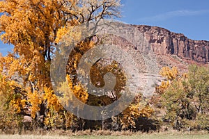 Autumn Cottonwood with Sandstone Butte