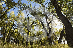 Autumn Cottonwood trees Alberta Canada